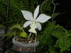 Cattleya nobilior alba (Sun Moon Orchids)